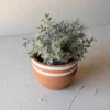 White Striped Terracotta Planter By Foreside Home & Garden -Decor Home Life Store GUEST 01b94990 7096 45f8 8611 d265f19fdc20